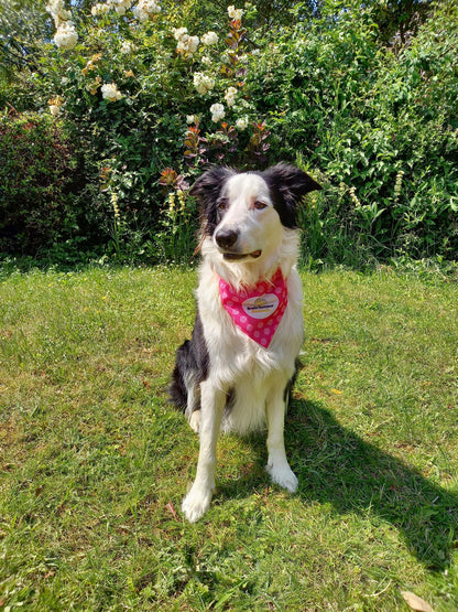 Dog Bandana