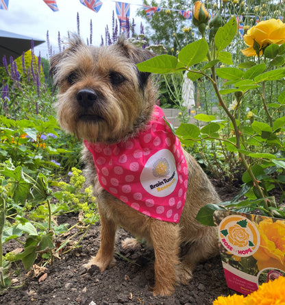 Dog Bandana