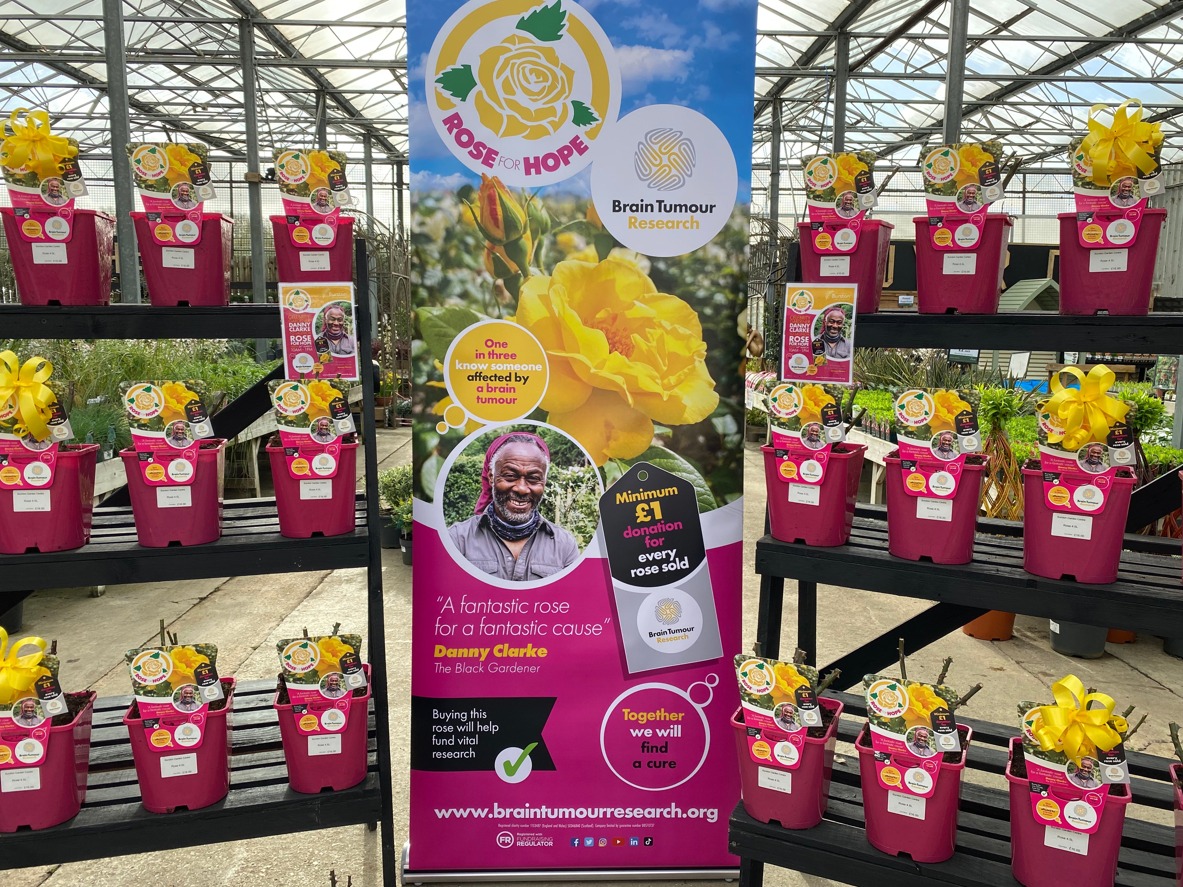 Hope Display Rose for Hope | Brain Tumour Shop – Brain Tumour Research