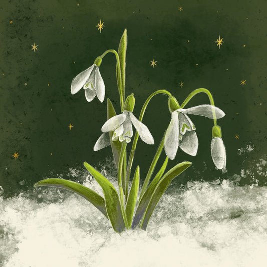 Snowdrops emerging through snow beneath a starry winter sky