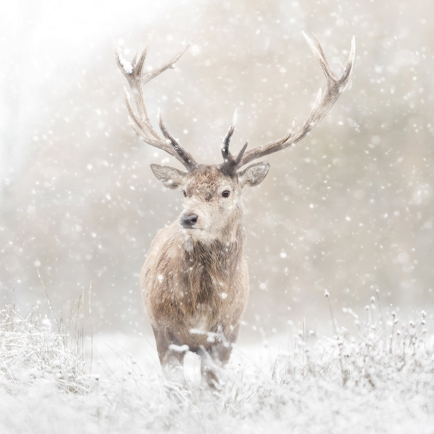 Regal Stag - Pack of 10 Christmas Cards