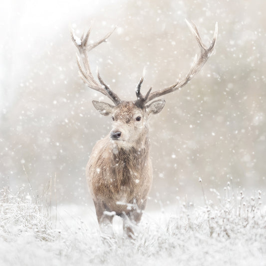 Stag standing in a snowy winter landscape as snow falls around its impressive antlers.