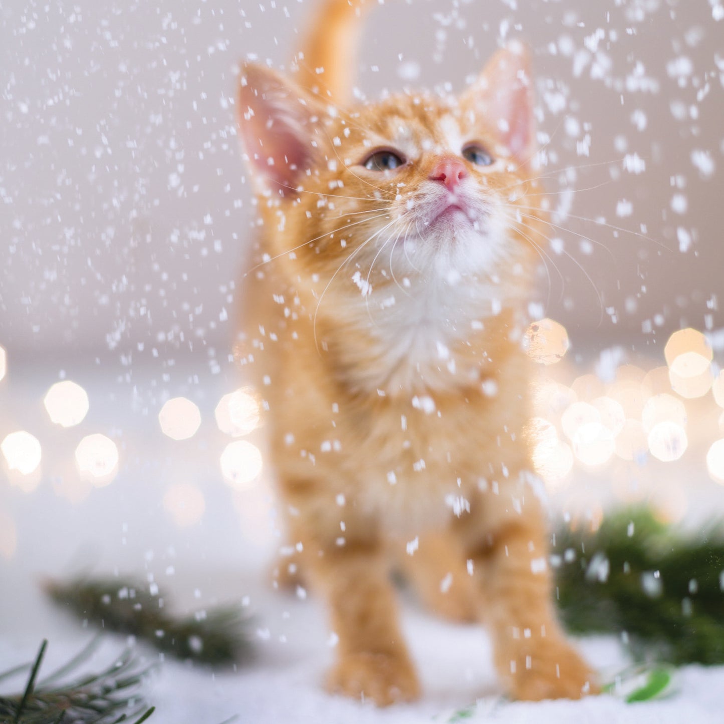 Kitten in the Snow Christmas Cards | Brain Tumour Research