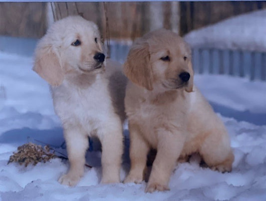 Two Golden Retriever Puppies In Snow - Pack of 10 Christmas Cards